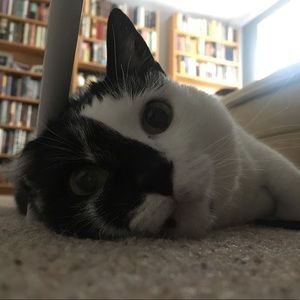 Meet your Posher, Mollie